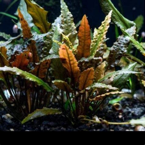 Jual Cryptocoryne Wendtii Brown Tanaman Aquascape Hiasan Akuarium