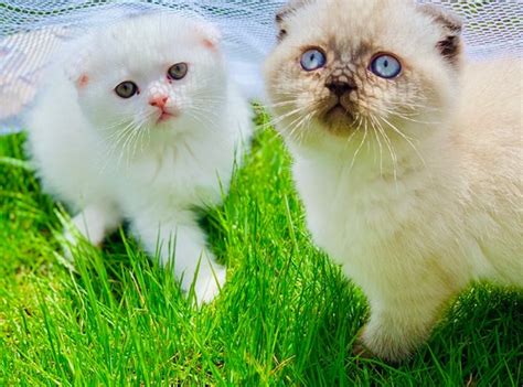 Scottish Fold Blue Point Yavru Anne Kedi Ukraynadan Nettepet