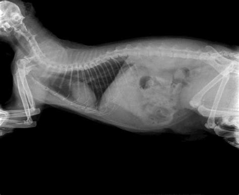 Intestinal Blockage In Cats Symptoms And Treatment