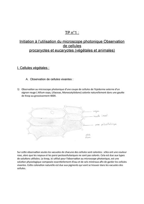 Compte rendu TP1 observation cellules TP n1 Initiation à l