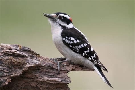 Incredible Woodpeckers In Missouri Id Guide Photos Facts And More