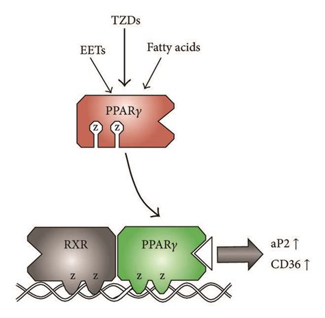 Ppar Heterodimerizes With Rxr For Transcriptional Regulation Ppar