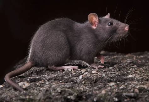 How To Get Rid Of Roof Rats Green Rodent Restoration