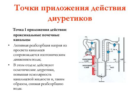 Диуретические средства - презентация онлайн