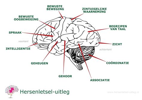 Gevolgen Per Hersengebied Hersenletsel Uitleg Nl