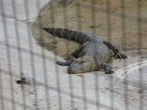 Cocodrile Parque Morelos Fcastellanos Flickr