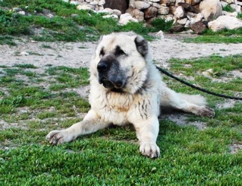 Kangal Mix Caucasian Shepherd Mixed Breed Dogs Dog Breeds Caucasian