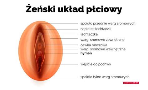 Typy B Ony Dziewiczej Wszystko Co Musisz Wiedzie Poradnik Dla