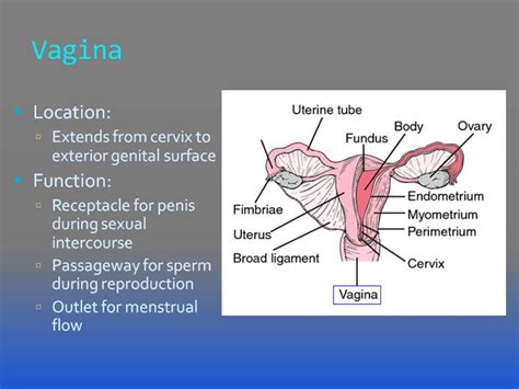 Anatomy Of Labia Majora