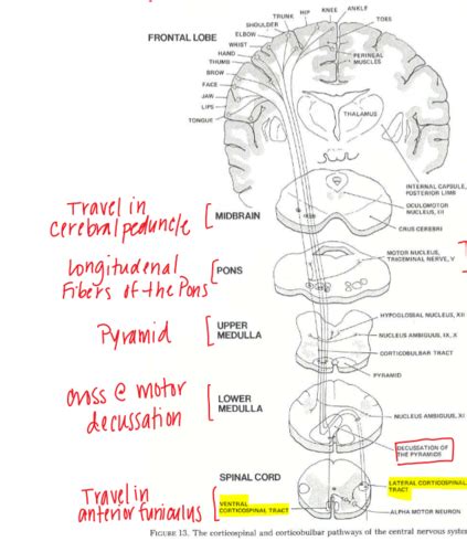 Brainstem Generalities Flashcards Quizlet