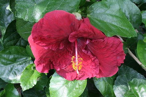 Burgundy Hibiscus Flickr Photo Sharing