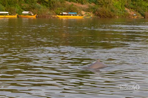 Mekong Freshwater Dolphins Cambodia Begins At 40