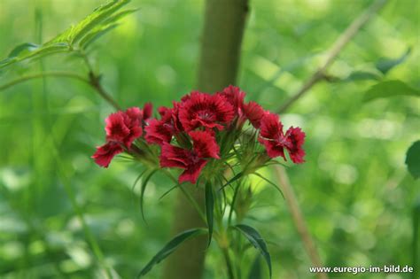 Bartnelke Dianthus Barbatus Euregio Im Bild