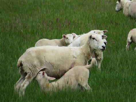 Easy Care Sheep The Easycare Sheep Society