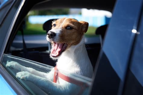 Cachorro Terrier Jack Russell Feliz Olhando Pela Janela Do Carro