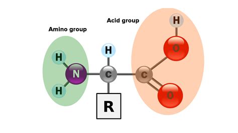 What Is Repeating Unit Of Protein