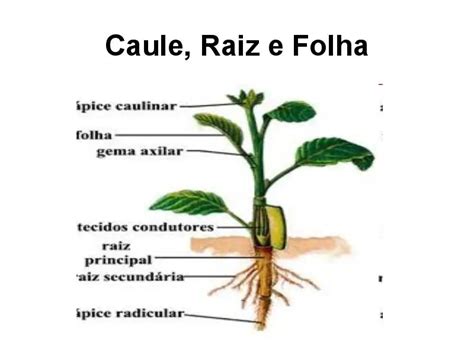 Quais Os Tipos De Caule De Plantas Classifica O Dos Caules Mundo