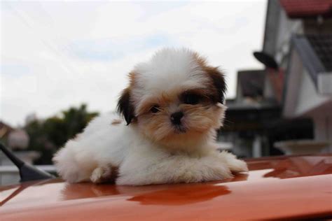 LovelyPuppy: Mini Shih Tzu Puppies For Sales @ RM499 ONLY!!!