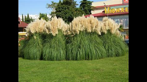 Amazing And Most Beautiful Ornamental Grasses Pampas Grass Youtube