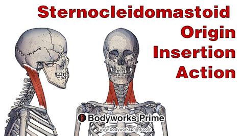 Sternocleidomastoid Origin And Insertion