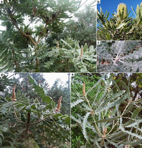 Examples Of Modern Australian Banksia Species Depicting A Divaricate