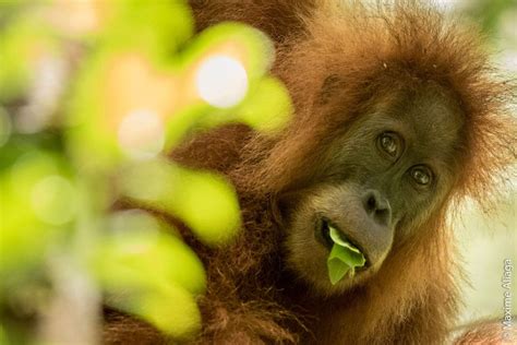 New orangutan species described in Indonesia | IUCN