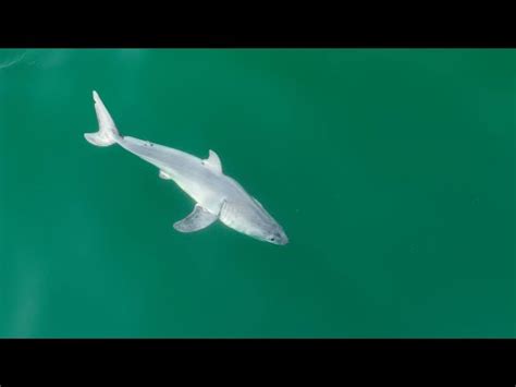 Baby Great White Shark Caught On Camera For First Time - Pubity