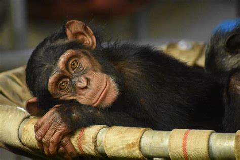 Baby Monkey at Hamilton Zoo, New Zealand : r/aww