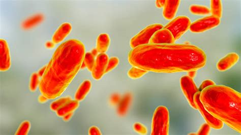 60+ Bordetella Holmesii Stock Photos, Pictures & Royalty-Free Images ...