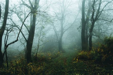 En Mörk Spöklik Skog Med En Spöklik Kvinna I En Vit Klänning På En