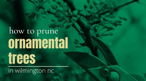 How To Prune Ornamental Trees In Wilmington Nc Vinedresser Lawn