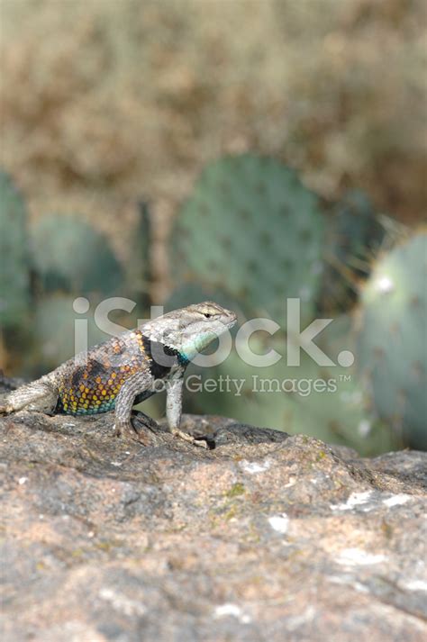 Yellow Backed Spiny Lizard Stock Photo Royalty Free Freeimages