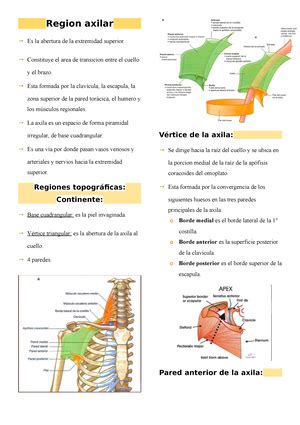 Tp Hombro Y Sus Articulaciones Ud Anatom A Normal Unidad Did Ctica