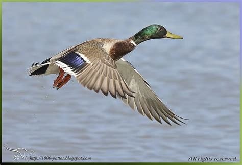 Mallard duck and bird magnetic navigation in migration | Focusing on ...