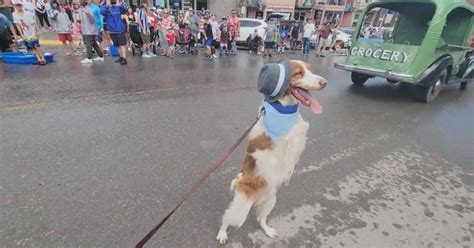 Meet The Dog Who Learned To Walk Like A Human After He Was Badly