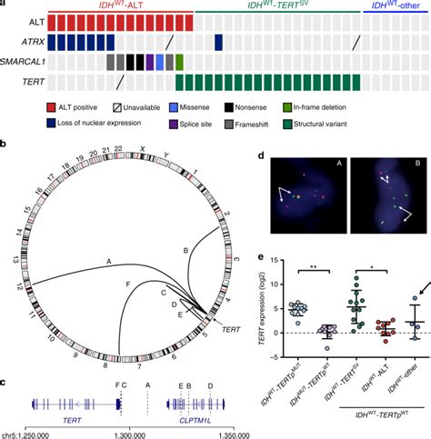 The Genomic Landscape Of Tert Promoter Wildtype Idh Wildtype