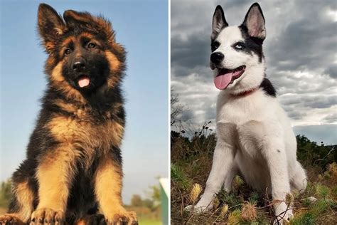 The Temperament Of German Shepherd Husky Mix Facts About Breed