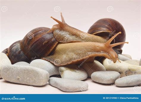 Two Large Brown Achatina Snails Lie On Sea Stones On A Light Background