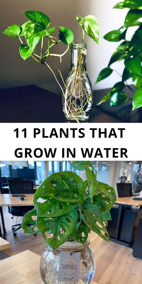 11 Plants That Grow In Water Water Plants Water Plants Indoor