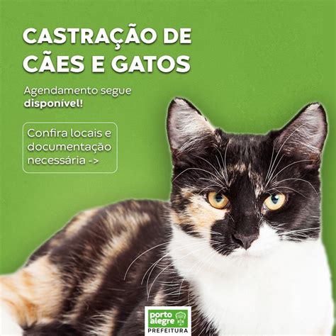 Porto Alegre on Twitter Solicitações para castração de cães e gatos