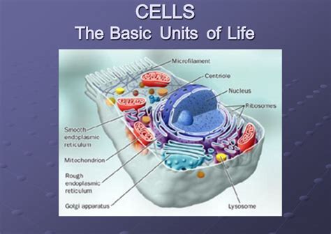 The Life Of A Cell