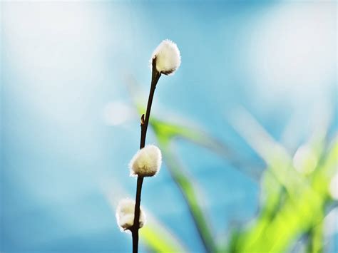 Spring Buds On A Branch Wallpapers And Images Wallpapers Pictures