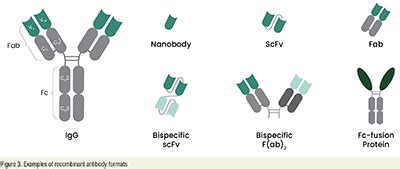 Antibody Production in Drug Discovery | Pharmafocus America