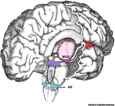 Going Down To Go Up Understanding Human Auditory Cognition By