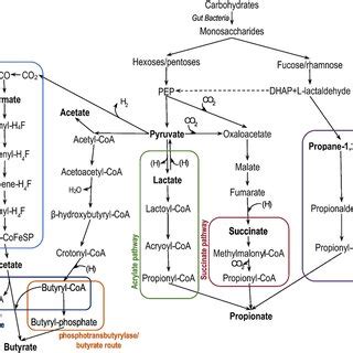 pathways   synthesis  scfas  scientific diagram