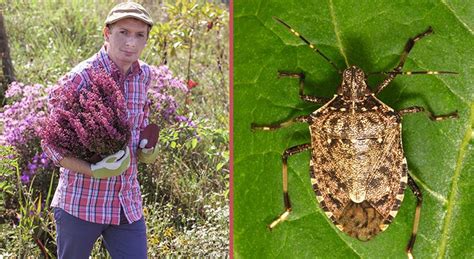 15 Comment Se Débarrasser Des Punaises De Jardin