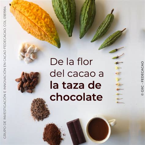 Nuestros pensamientos sobre el artículo De la flor del cacao a la taza