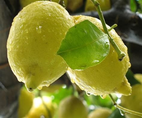 Il limone: amico della salute e della bellezza! | Bellezza & Benessere