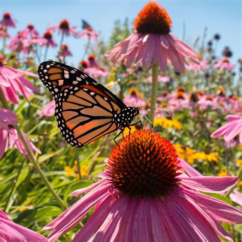How To Create A Butterfly Garden - Plant Plants Butterflies Love!