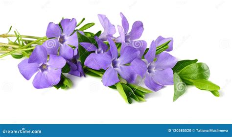 Bouquet Of Blue Periwinkle With Green Leaves Isolated On White